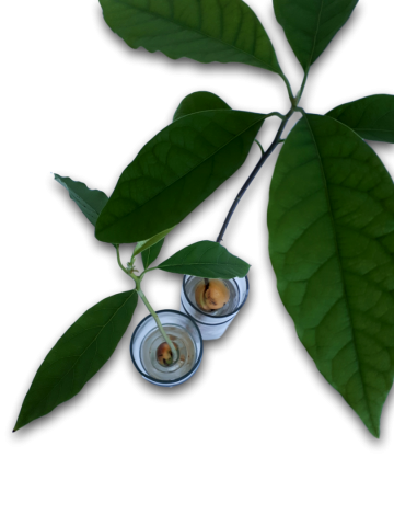 Kiemfles bovenaanzicht toepas